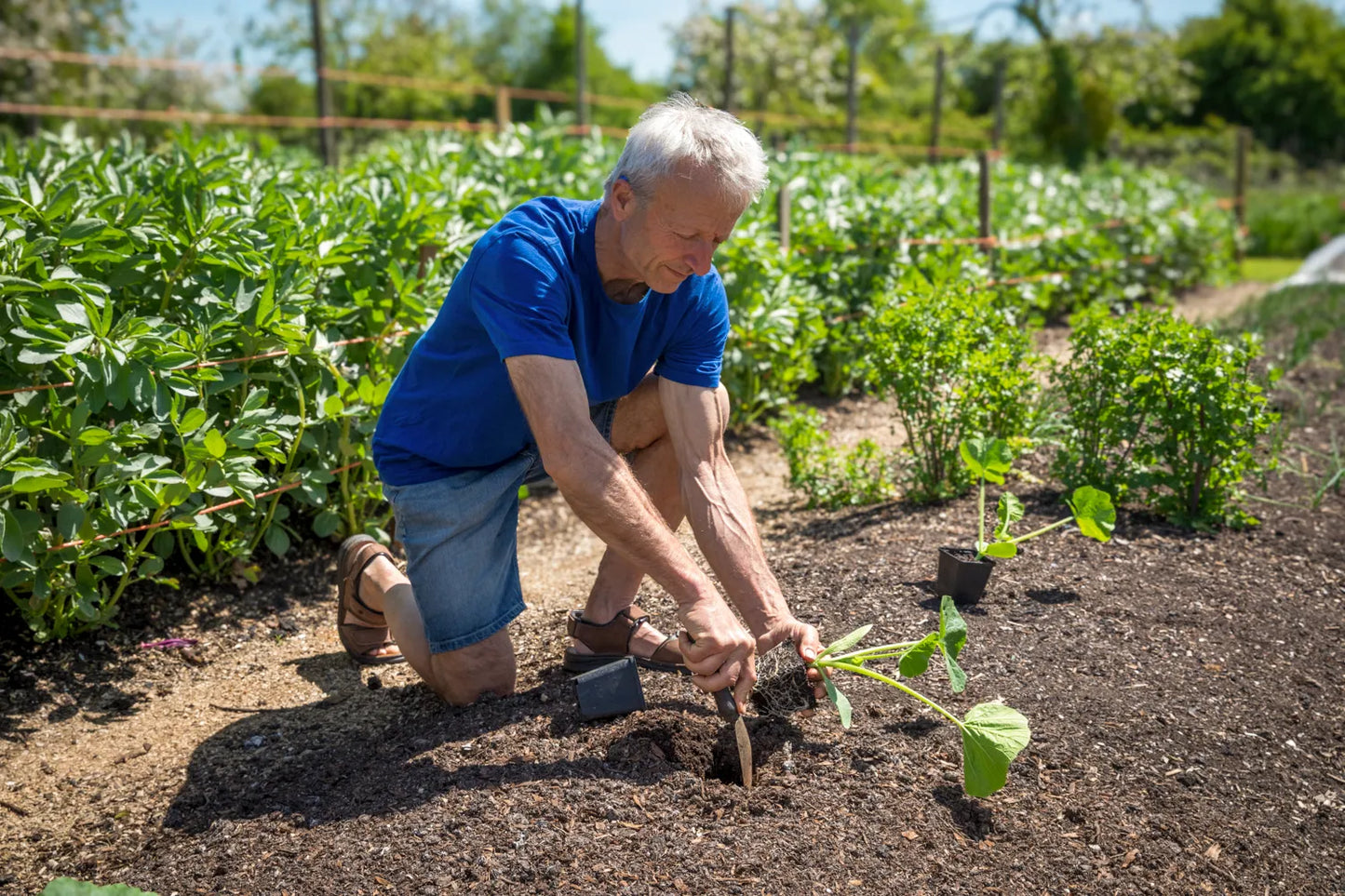 El cultivo no dig para principiantes: curso en línea