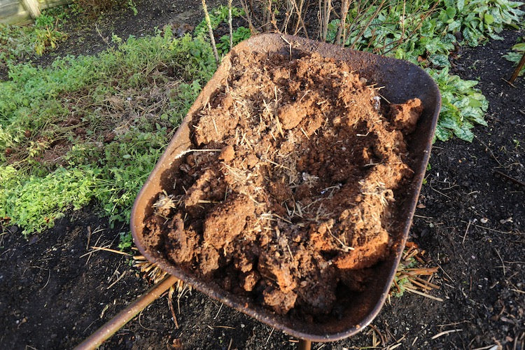 January 2020 plenty to see, eat and learn, mulch if you have not already