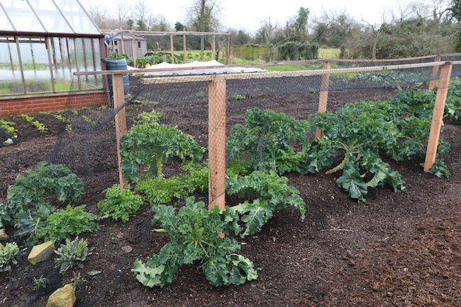 February 2020, not spring yet, no dig compost, Q & A vegetable growing