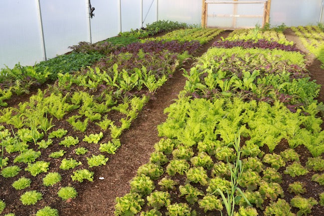 Mid February the sun is climbing, first sowings under cover, potato varieties, climate zones, Q & A