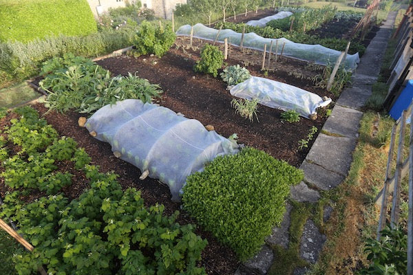 June 2020 extreme weather, early harvests, mulching, no dig garlic, webinars, insects, keep sowing, problems with bought