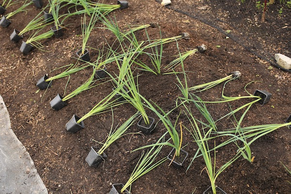 July update 12th, prune squash, sow more & transplant leeks, make compost, onion and potato readiness, path mulch