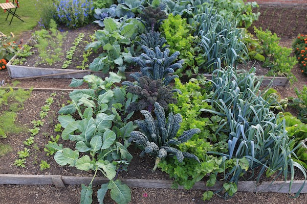 October 2020 autumn harvests, new planting under cover, composting wood chips, diseases