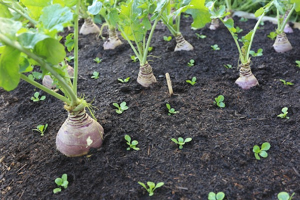 October 2020 mid month – make compost, clear ground, brassica insects, vegetables for spring, seeds, fungi, insects