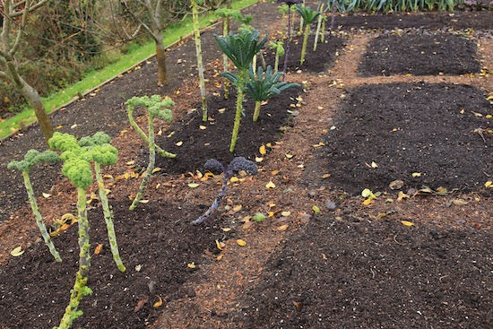 January 2021 make compost, wood sides or not, greens and root harvests, new module tray, small garden
