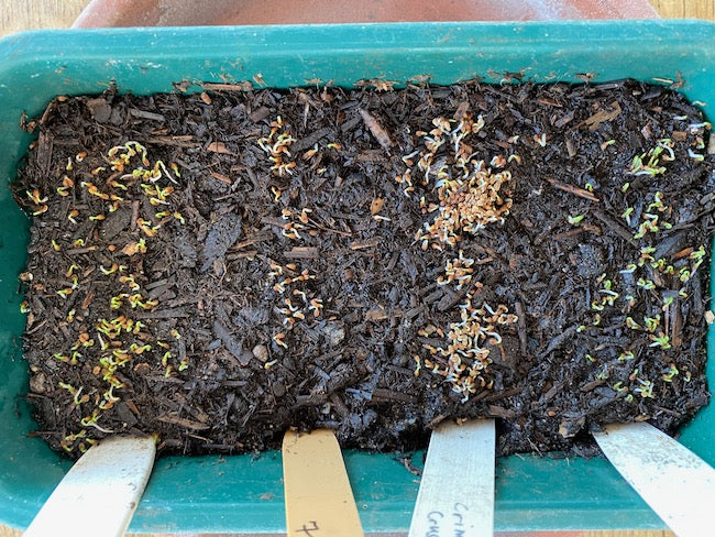 April 2021 new plantings and beds, growing seed from winter root vegetables, bioreactor of woodchip, cold ahead