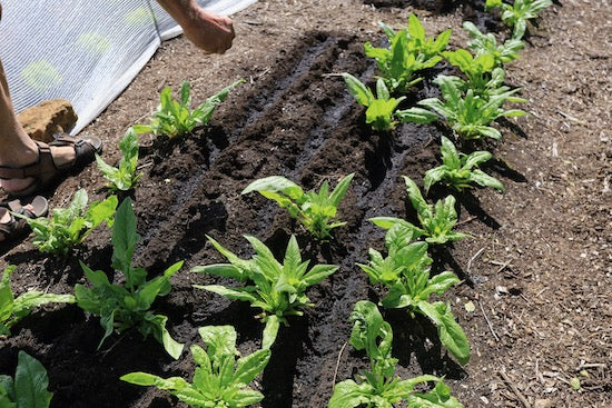 Mid June blog, rapid growth of vegetables and weeds, new intersowing, seed quality, garlic harvest, watering