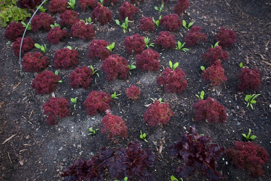 September 2021 pests, propagation, transplant and interplant, tomato, cucumber, bindweed