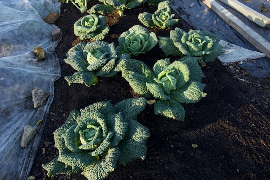 December 2021 feed soil life, new no dig, 50% discounts, new wallchart, broad bean planting, events