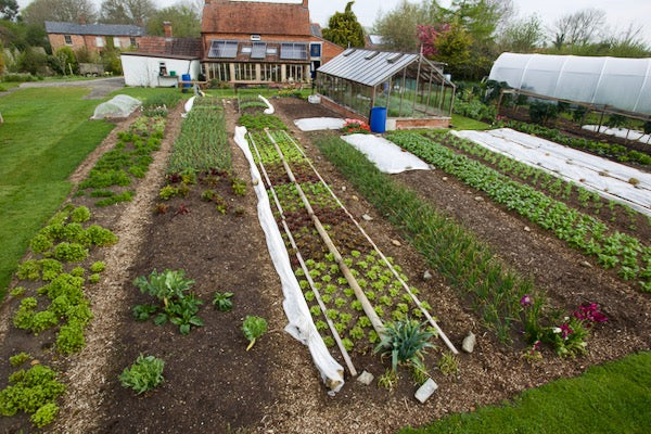 Mid April 2022 sowing, planting, effects of covers, frost and pest damage, spring specials, no dig mulching, and storing