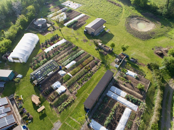 May 2022 new plantings, harvests more rare, many sowings in May, no dig allotment, companion and inter planting