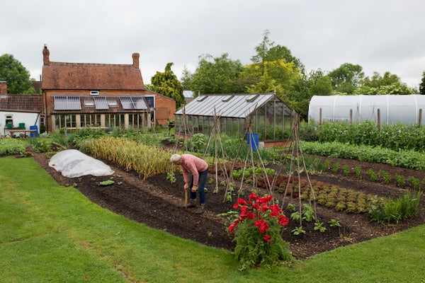 June 2022 first summer harvests, new book, compost value, result of saving beetroot seed, wood affecting growth