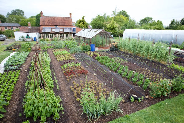 July 2022 plant raising, no dig interplant, weekly advice, making compost and different types