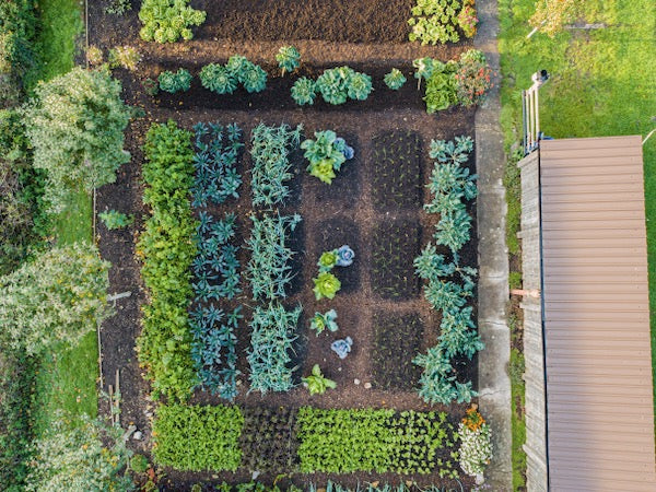 November 2022 make and spread compost, prevent pests, deal with weeds, new no dig books, amazing autumn growth