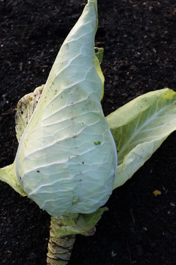 February 2023 vegetable garden advice