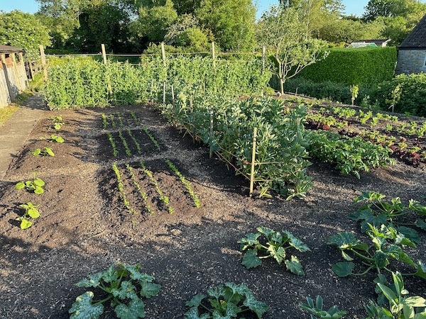 June advice for no dig vegetables 2023, with pest and weeds stories