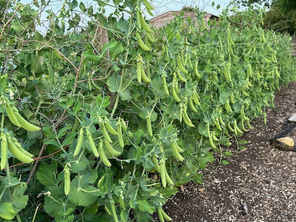 Late June 2023, so dry and no dig is helping!