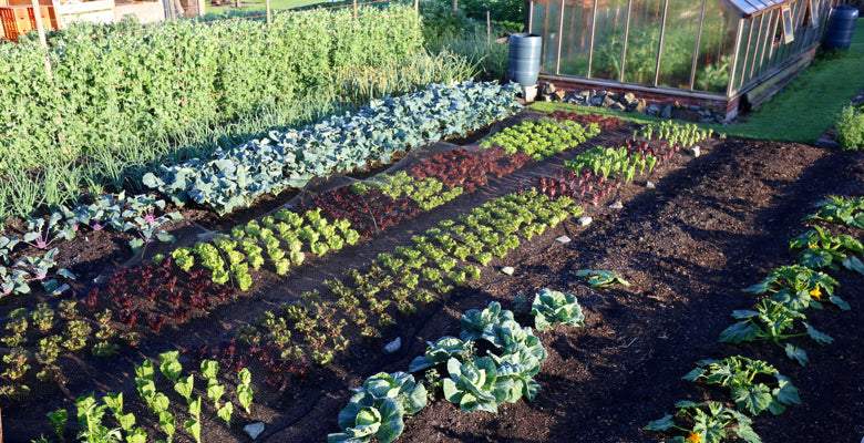 Ideas for summer sowings of veg