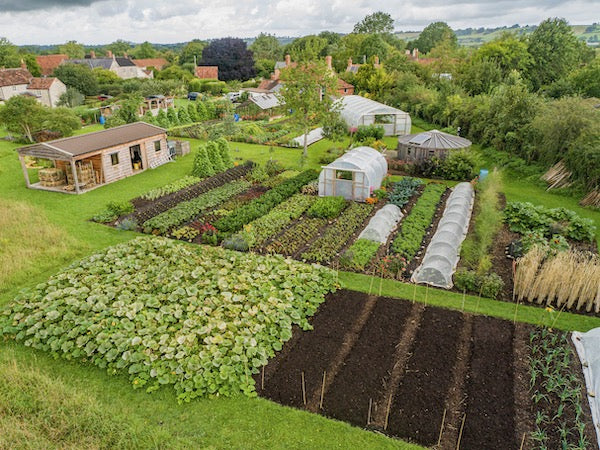August sunshine returns? weeds prolific, tomatoes, squash, sow