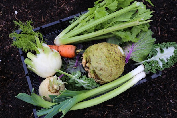 Towards winter 16th November, harvests, no dig microbiology results, frost hardy vegetables