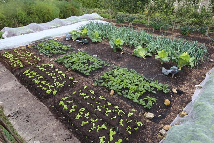 October 13th rain and no dig, compost making, last tomatoes, salad planting, Brussels sprouts