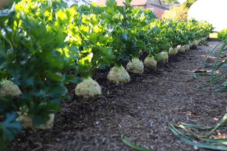 October 2019 no dig plantings, make compost, harvests, book offer, Q/A