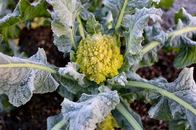 December 2019, no dig ease and success, harvests all year from good timings