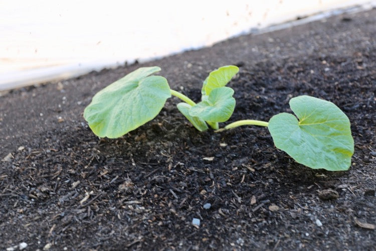 12th May before removing fleece, with the weather warming: this cover is 25gsm and three years old