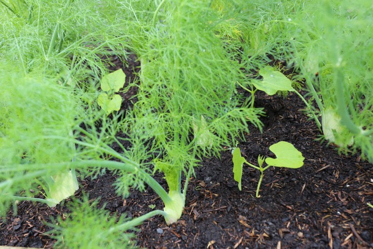 June 2019 no dig trials, new polytunnel, garlic harvests, interplanting, pyralid problems in composts