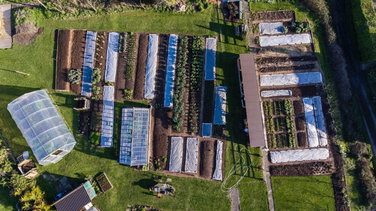 April 2019 sowing and planting, no dig advice and dealing with weeds