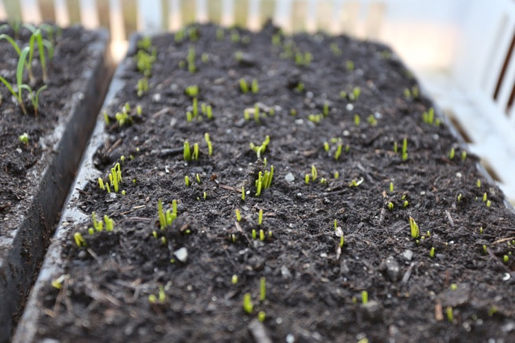 March 19 sowings, online course, no dig, rocket