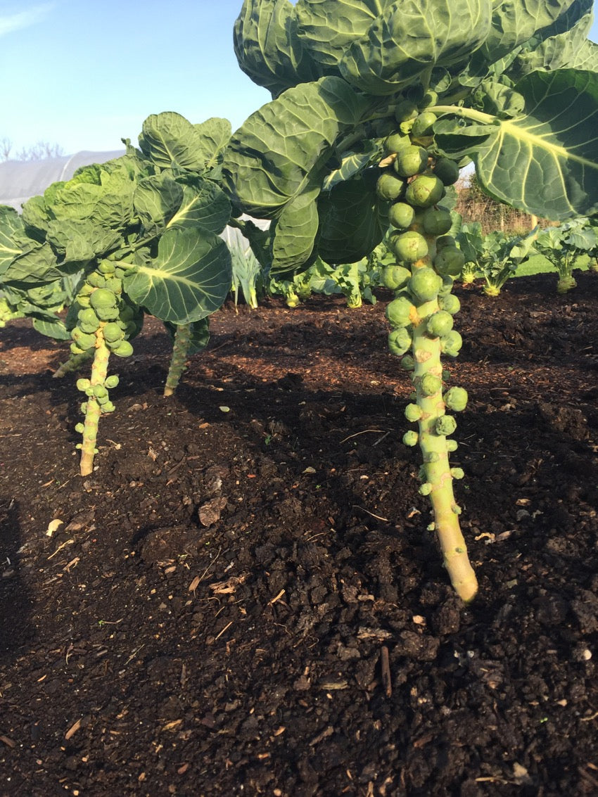 December '18 update: winter salads, trials results, make compost, Charles' award