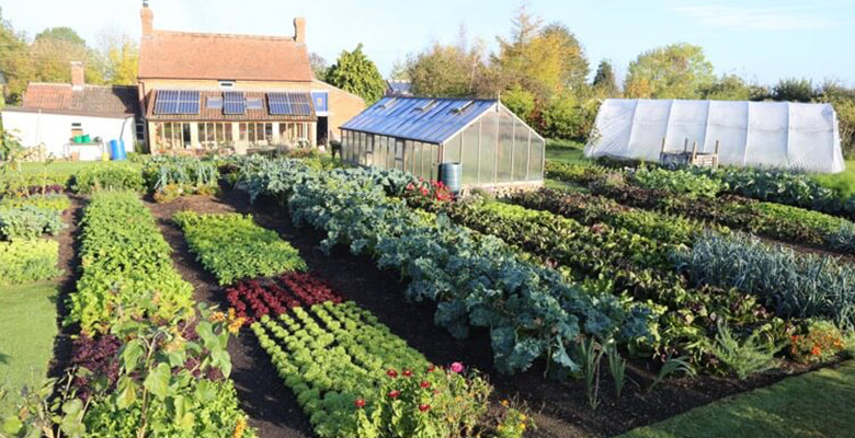 November 18 frosts, new plantings, compost spreading making testing, kohlrabi stew & chips