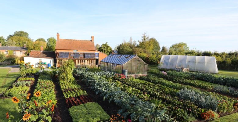 October '18 vegetable beauty, last new plantings, Q's answered on no dig beds