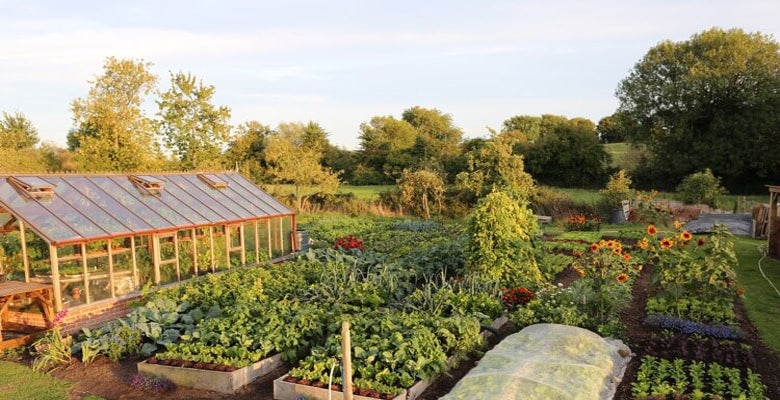 Sept. 15th sow salads for winter, no dig, small garden, harvests, watering