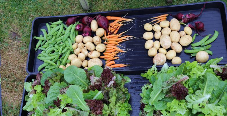 July 2018 watering, trial harvests, clear and replant, compost comparisons, no dig carrots