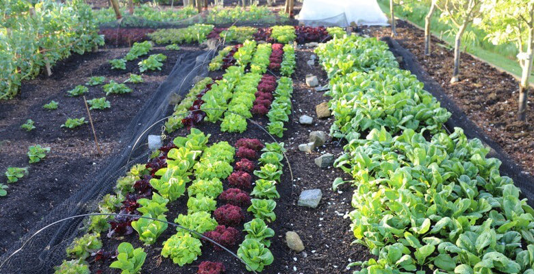 May 15th 2018 planting, picking leaves, weed thoroughly, plant supports, removing covers, compost quality