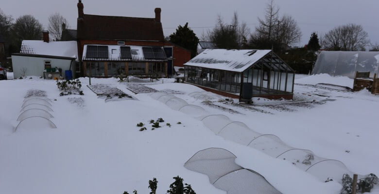 Mid March 2018 stocky seedlings no hardening off, broad beans & onions, potatoes later planting, stored cabbage & onion