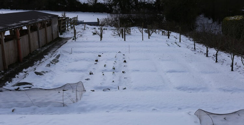 April 2018 planting size, plants that survive winter, seeds not emerging, slug advice, no dig drainage