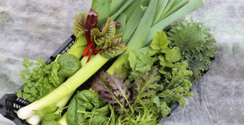 March '18: sowing undercover, no dig feedback, a mound, stored veg, pea shoots