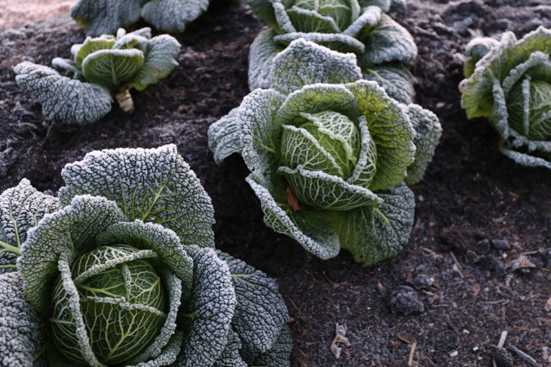 December 15th 2017, salads & spinach, new beds, winter harvests, Q & A