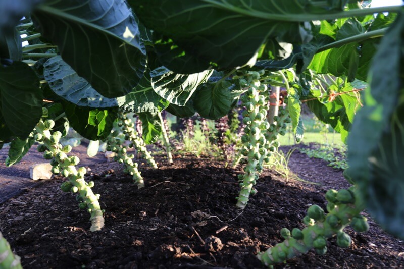 Nov 17 mid month blog of veg harvests, frost protection, new beds, feed/mulch soil, trial results