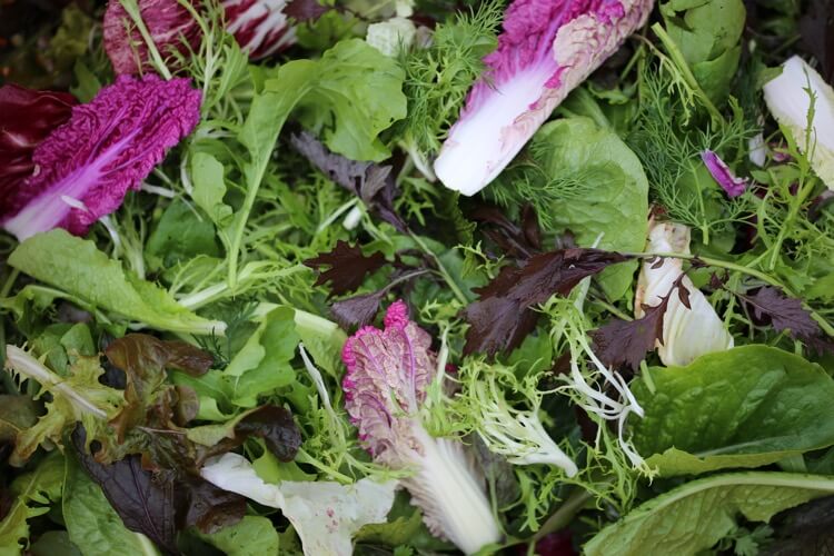 October mid month - chilli & tomato plants overwinter, new bed no dig, winter salads, harvests now, saving basil seed