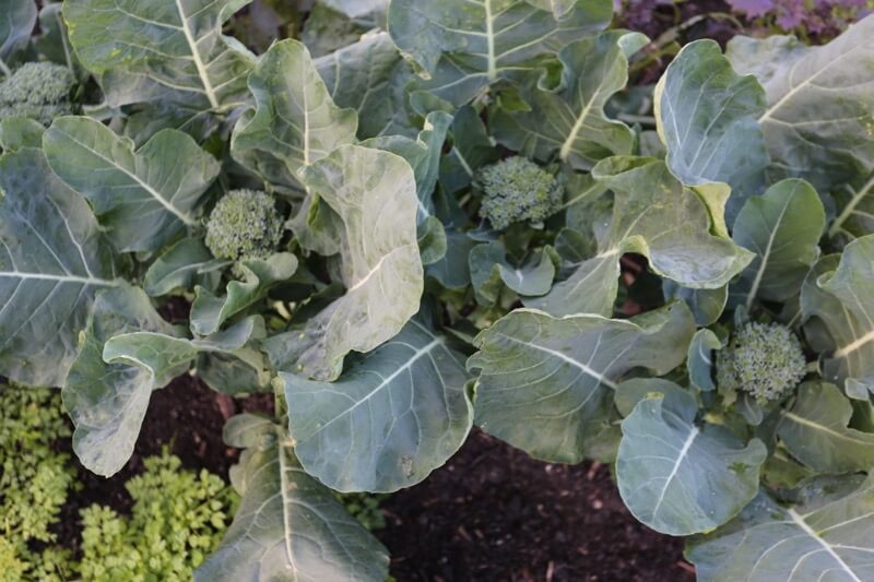 November 17 mulching, sow garlic & beans, no dig international, storing veg, winter salads