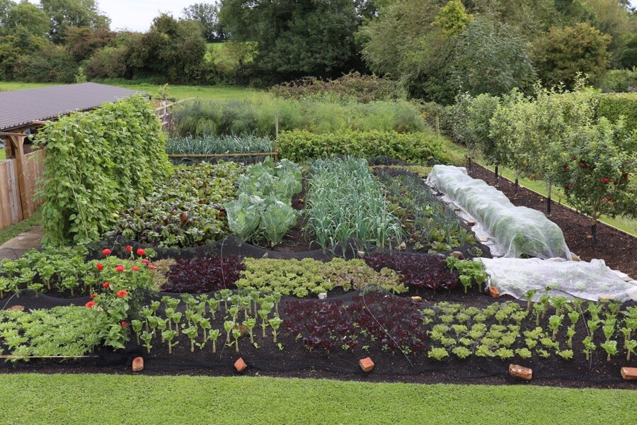 September 17 sowing for winter, controlling pests, blight, more on no dig