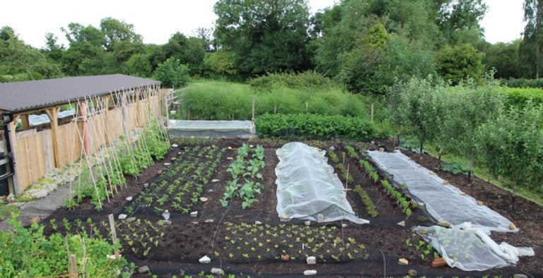 July 17 quick clear & new sowings, compost, sideshooting, ants, Danish garden, tomatoes, summer prune
