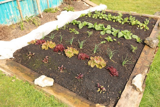 April 15th in a cold spring, fleece covers, transplant survival, new bed and compost heap