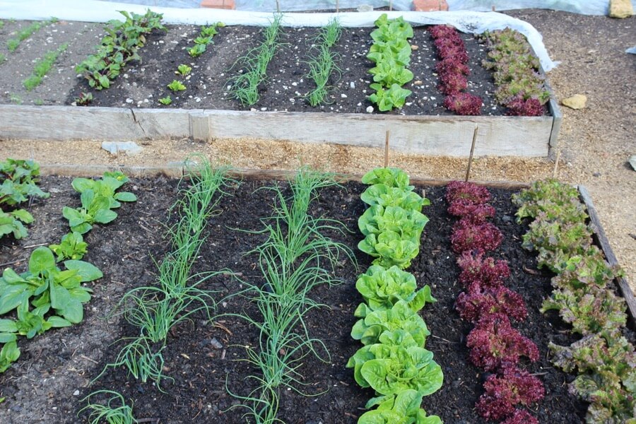 May '17 BBC, sowing, hoeing, frosts, potting, hungry gap, pick lettuce, northern tour