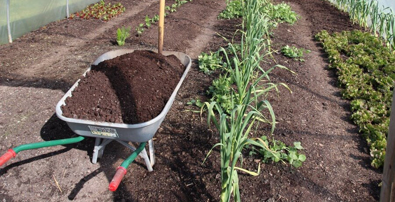 Mid May '17, sowings plantings videos weeds and news