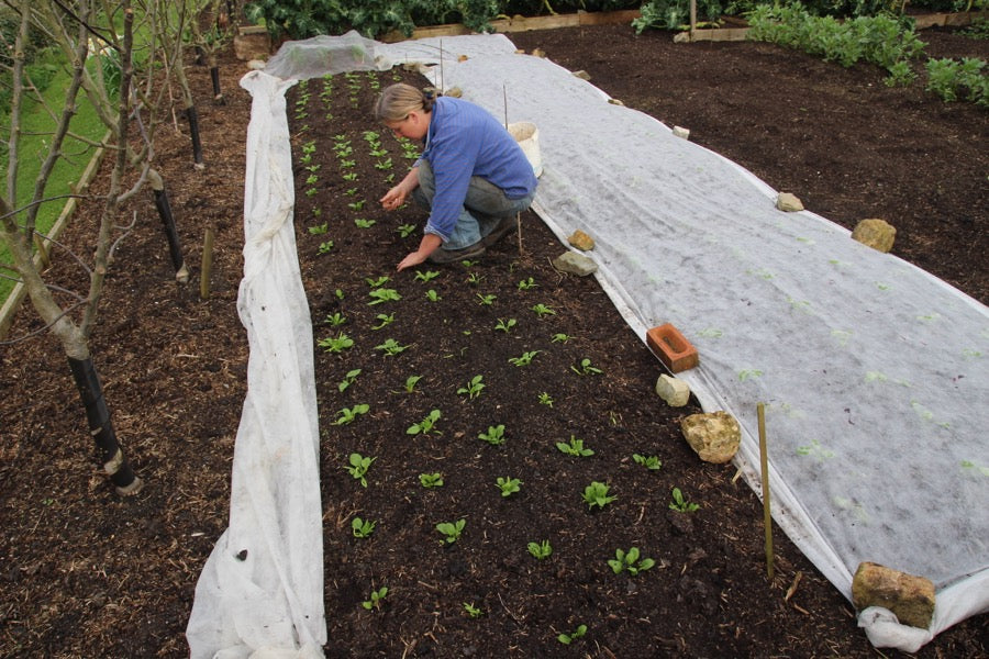 April 2017 slugs v. seedlings, trials, pea shoots, salad leaves, veg undercover, sow dates